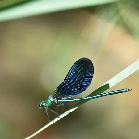 Moulin De L'hoste 3*