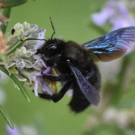 Moulin De L'hoste Gæstehus
