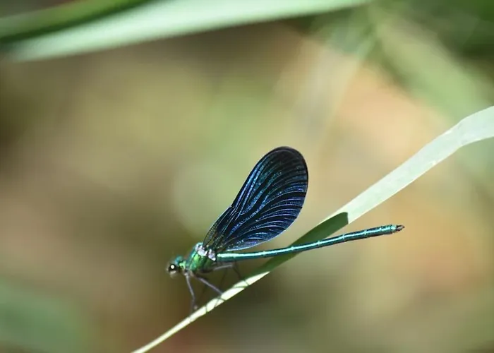 Moulin De L'hoste 3*
