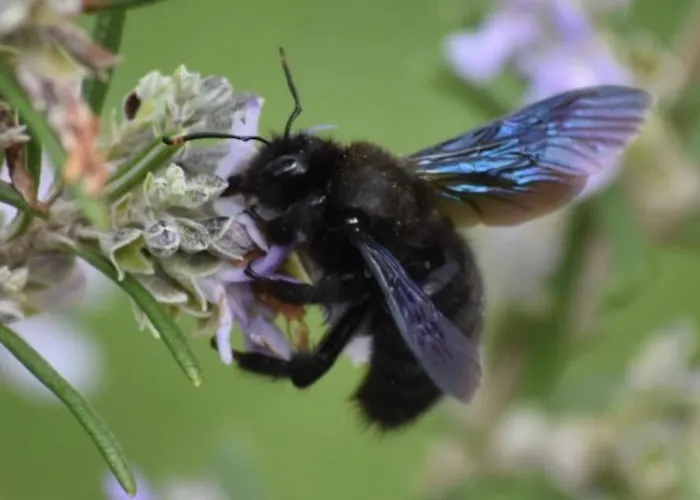 Moulin De L'hoste Penzion